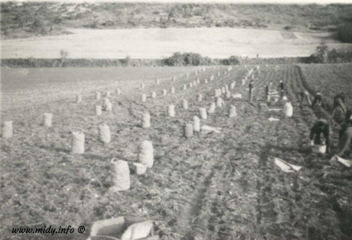 Combovin, sacs de pommes de terre