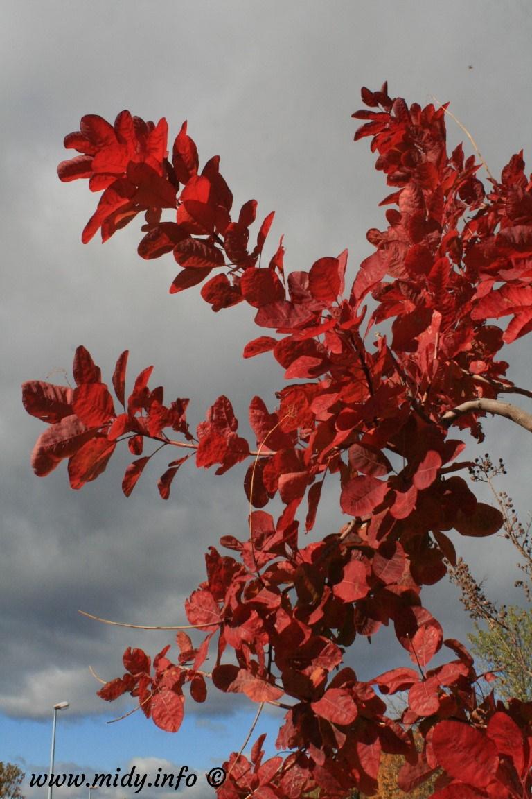 Les quatre saisons de Marcel Barbu-L'automne